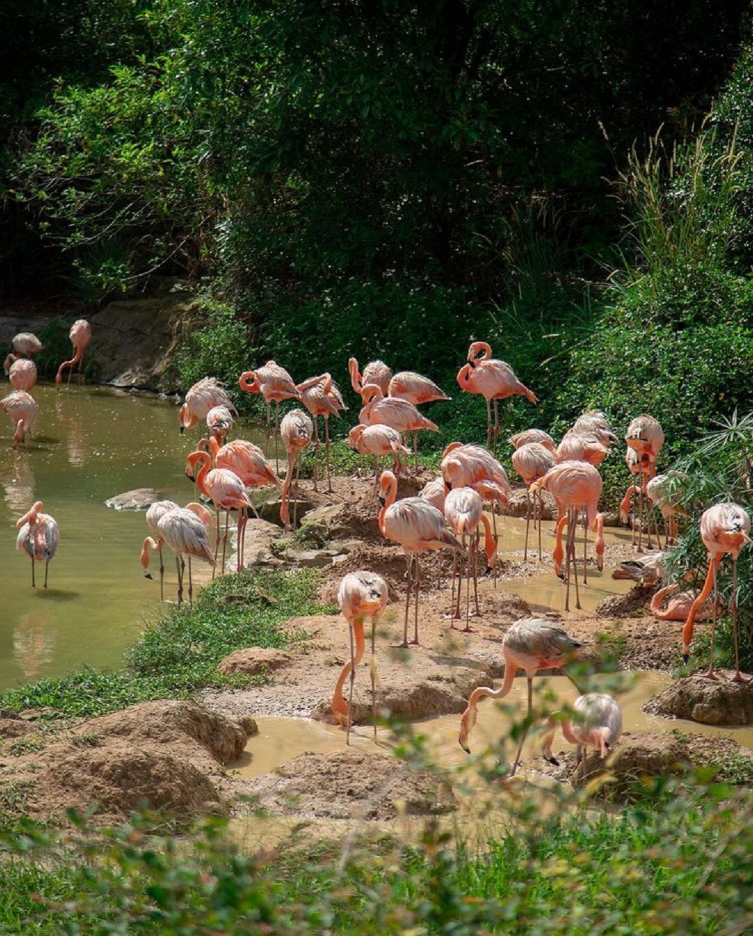 Kinh nghiệm đi Vinpearl Safari Phú Quốc [Lời khuyên Hữu ích nhất]