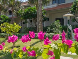 Voucher Blooming Lotus Resort 